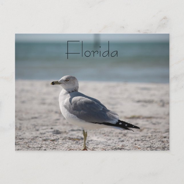 Florida Vykort (Framsida)