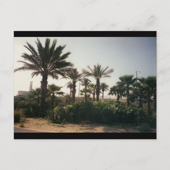 Florida Vykort (Framsida)