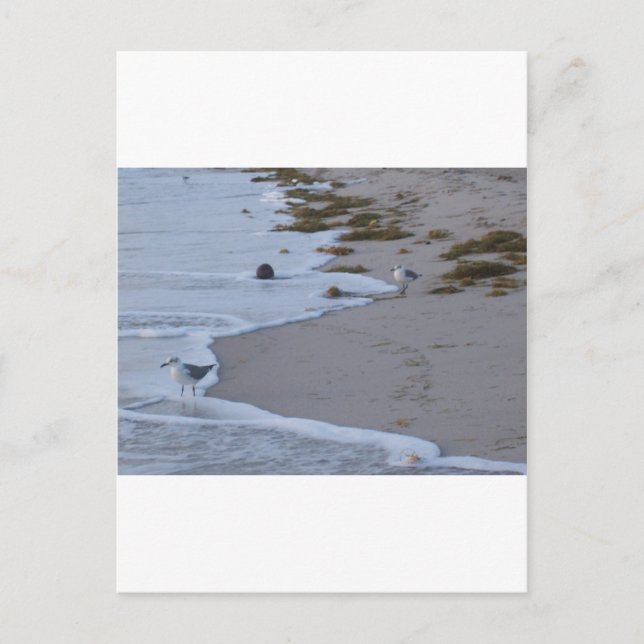 Florida Vykort (Framsida)