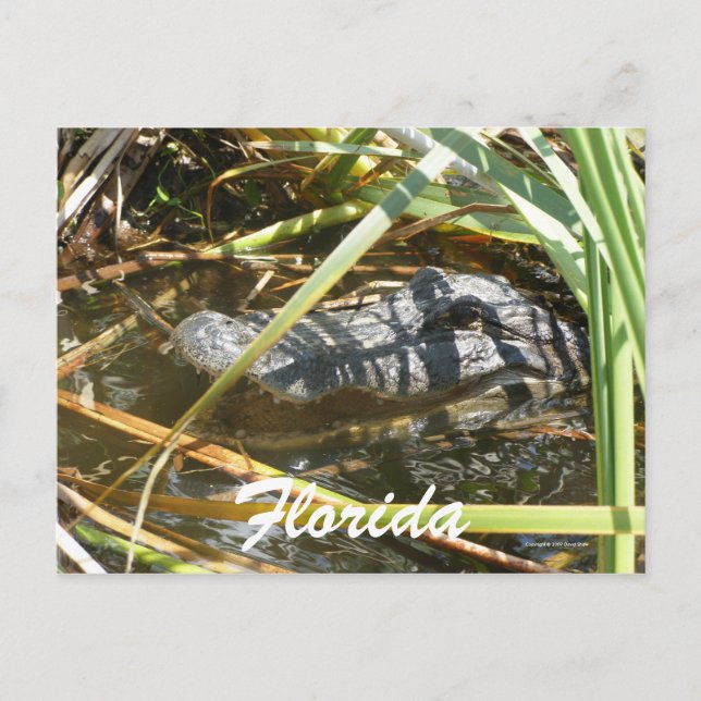 Florida Vykort (Framsida)