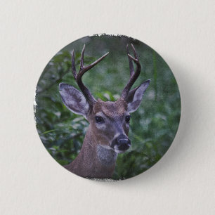 Florida Whitetailed bock Knapp