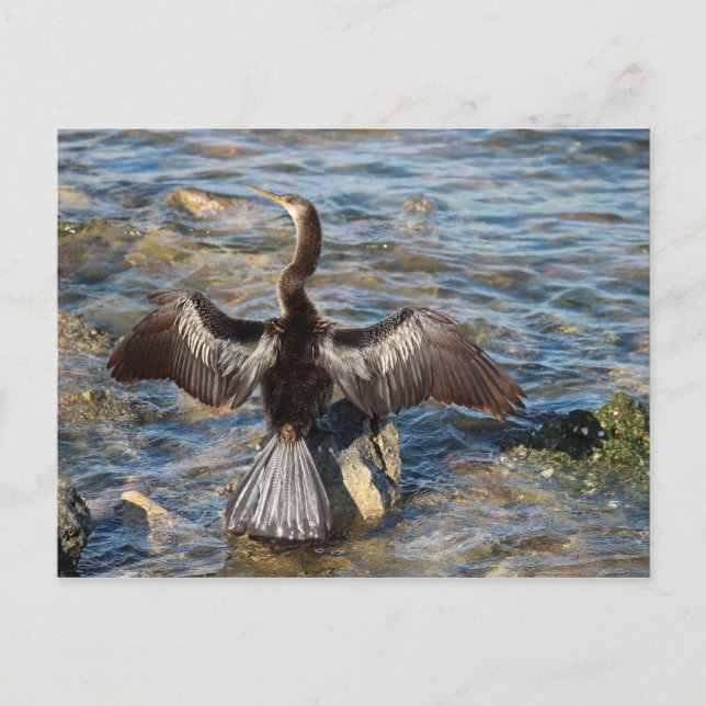 Florida Wildlife - fåglar Vykort (Framsida)