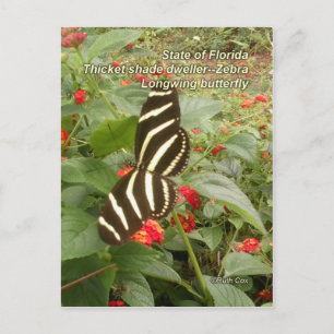 Florida Zebra Longwing Butterfly Vykort