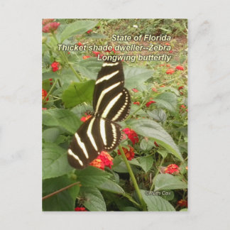 Florida Zebra Longwing Butterfly Vykort