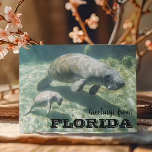 Floridas lamantin och unge vykort