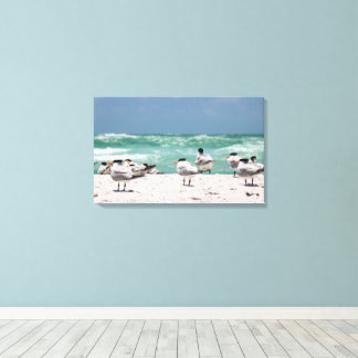 Floridas tärnor på vit sandig Floridastrand Canvastryck