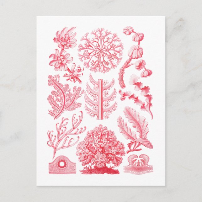 Florideae Vykort (Framsida)