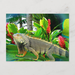 Floridian Iguana POSTCARD Vykort