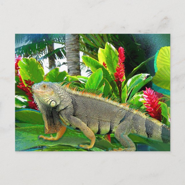 Floridian Iguana POSTCARD Vykort (Framsida)