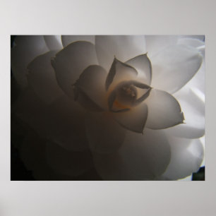 Floror Dramatica Poster