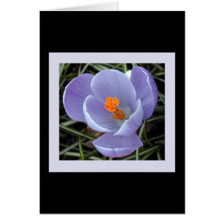 floror för våren #2 hälsningskort