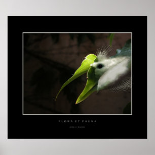 Floror och Fauna Poster