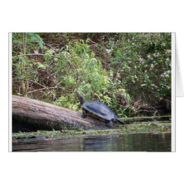 Flosköldpadda Hälsningskort