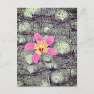 Floss silke träd. Ceiba speciosa. Poster Helg Vykort