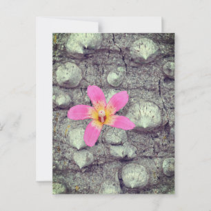 Floss silke träd. Ceiba speciosa. Poster Vykort