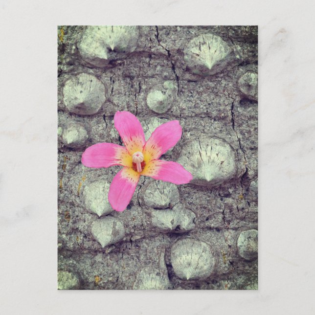 Floss silke träd. Ceiba speciosa. Poster Vykort (Framsida)