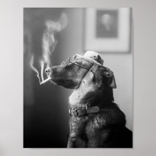 Flott hund som röker en cigarett poster