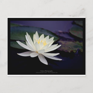 Flower 039 White Vatten Lily Vykort
