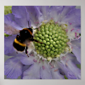 Flower #6 (detalj) poster