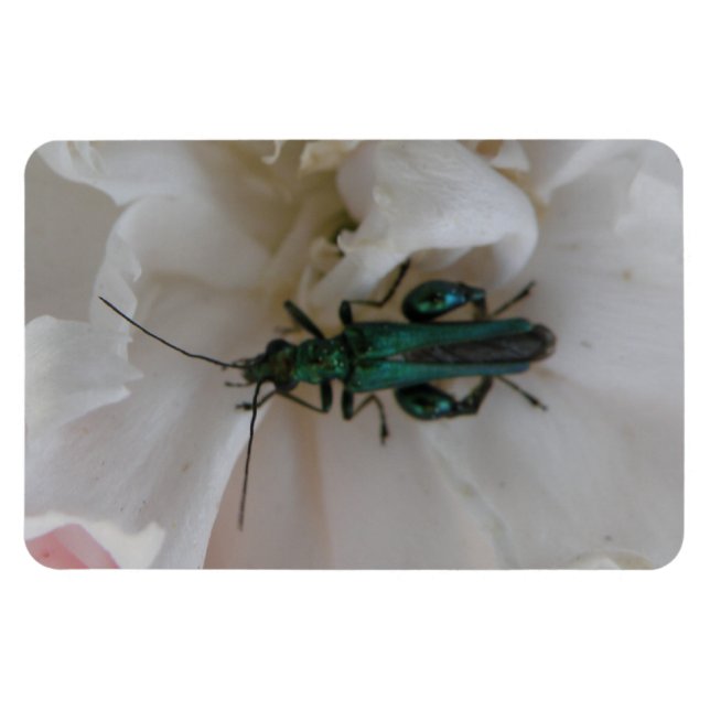 Flower Beetle Premium Magnet (Horisontell)