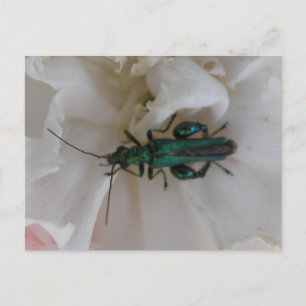 Flower Beetle-vykort Vykort