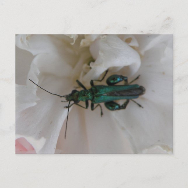 Flower Beetle-vykort Vykort (Framsida)