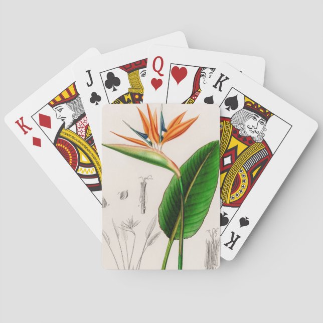 Flower bird of paradise vintage illustrerad casinokort (Baksidan)