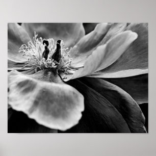 Flower Black and White Photographic Art Print Poster