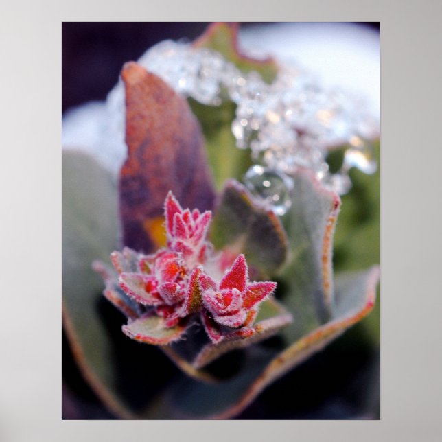 Flower Bud Poster (Framsidan)