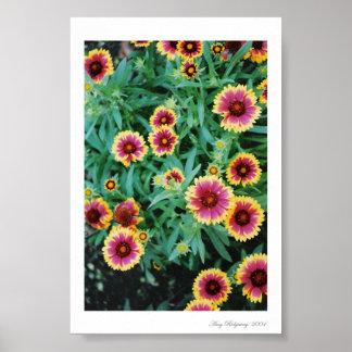 Flower Burst Poster