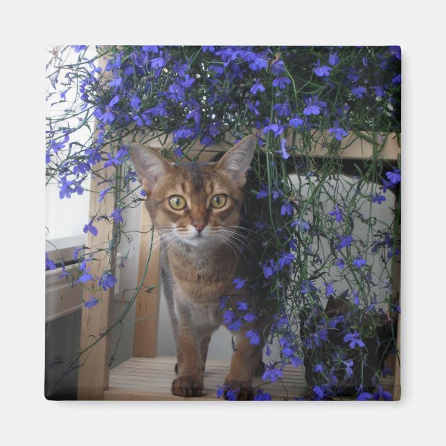 Flower Cat Magnet (Framsidan)