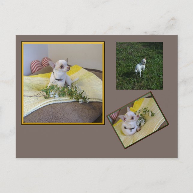 Flower Chihuahua Postcard Vykort (Framsida)