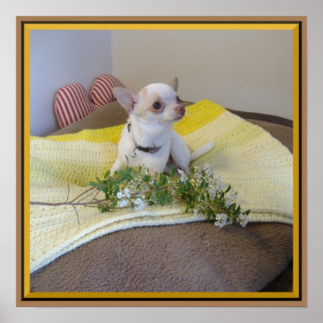 Flower Chihuahua Poster (Framsidan)
