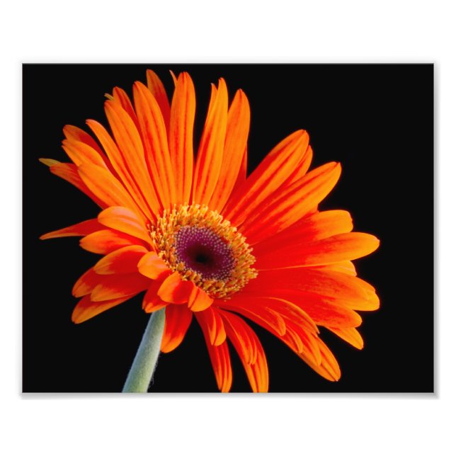 Flower Close Up Photo Fototryck (Framsidan)