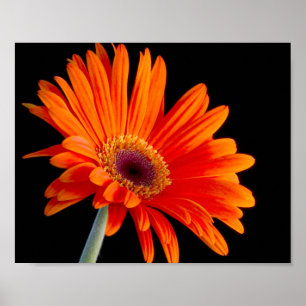 Flower Close Up-Poster Poster