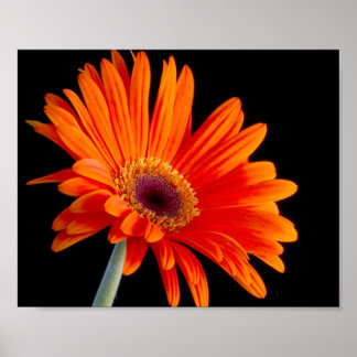 Flower Close Up-Poster Poster
