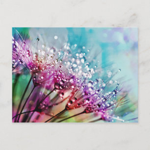 Flower Closeup Crystal Dew Vatten Drop Nature Rain Vykort