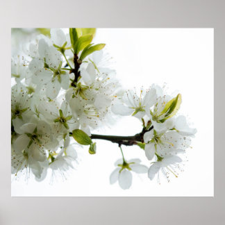 Flower Decor 89 Poster