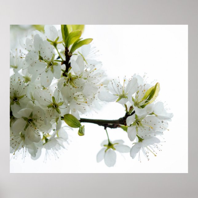 Flower Decor 89 Poster (Framsidan)