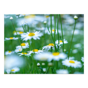 Flower Fält Fototryck