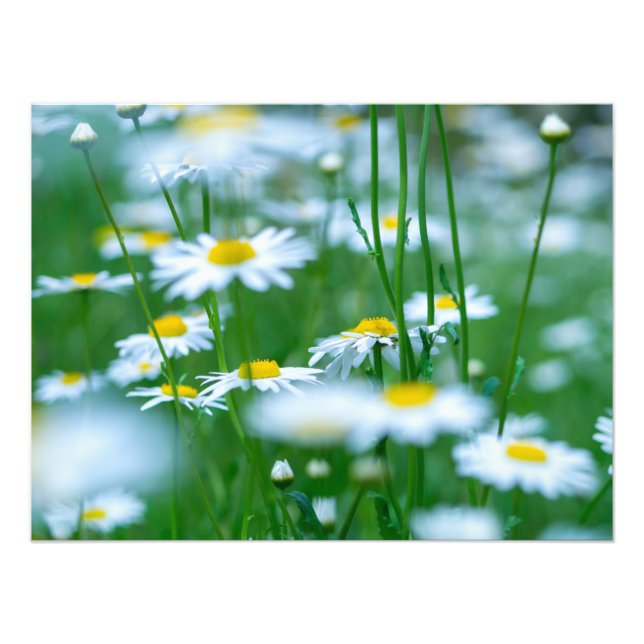 Flower Fält Fototryck (Framsidan)