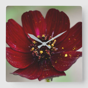 Flower, Färgad Chocolate Cosmos Flower Fyrkantig Klocka