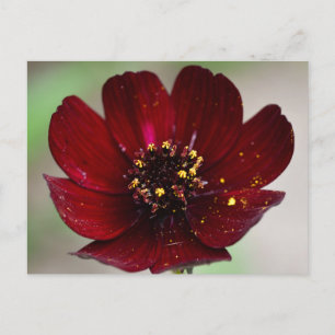 Flower, Färgad Chocolate Cosmos Flower Vykort