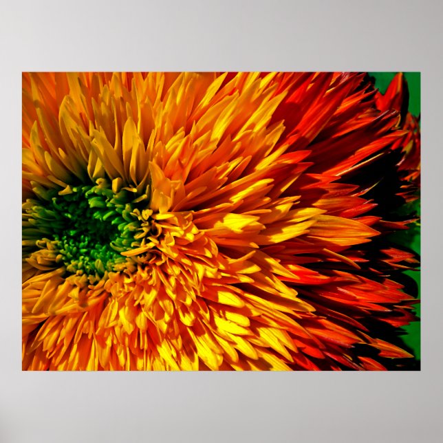 Flower Fireworks Poster (Framsidan)