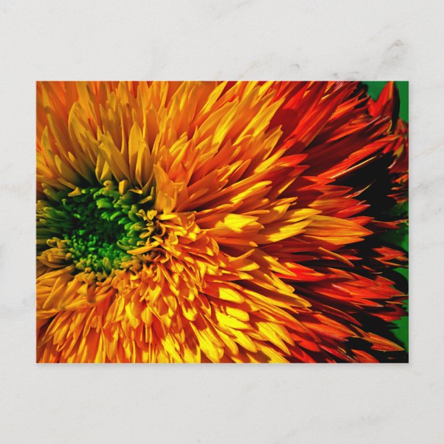 Flower Fireworks-vykort Vykort (Framsida)