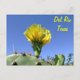 Flower. för kaktus för Del Rio Texas souvenir gul Vykort