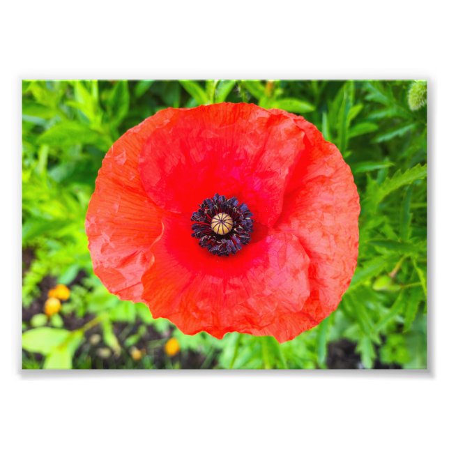 Flower Fototryck (Framsidan)