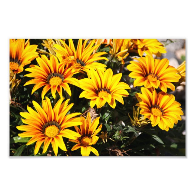 Flower Fototryck (Framsidan)