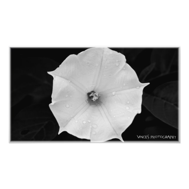 Flower Fototryck (Framsidan)