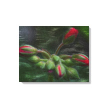 Flower Geranium Buds